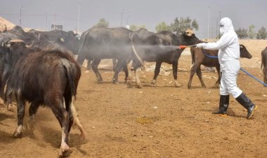 واسط تمنع دخول جميع أنواع المواشي إلى المحافظة