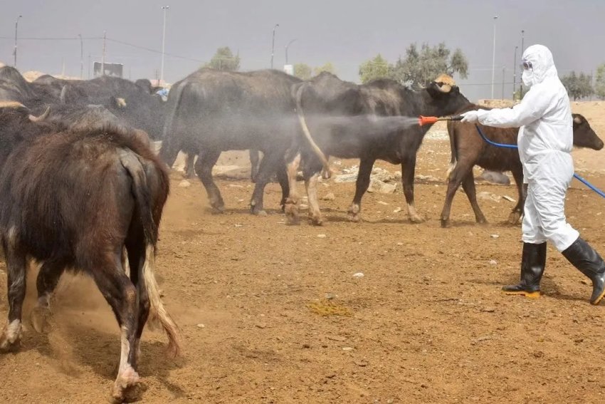 واسط تمنع دخول جميع أنواع المواشي إلى المحافظة