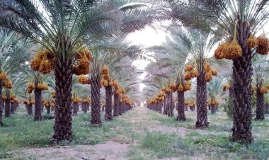وزارة الزراعة: النخيل بديل النفط والعراق يضم 625 صنفاً من أجود التمور