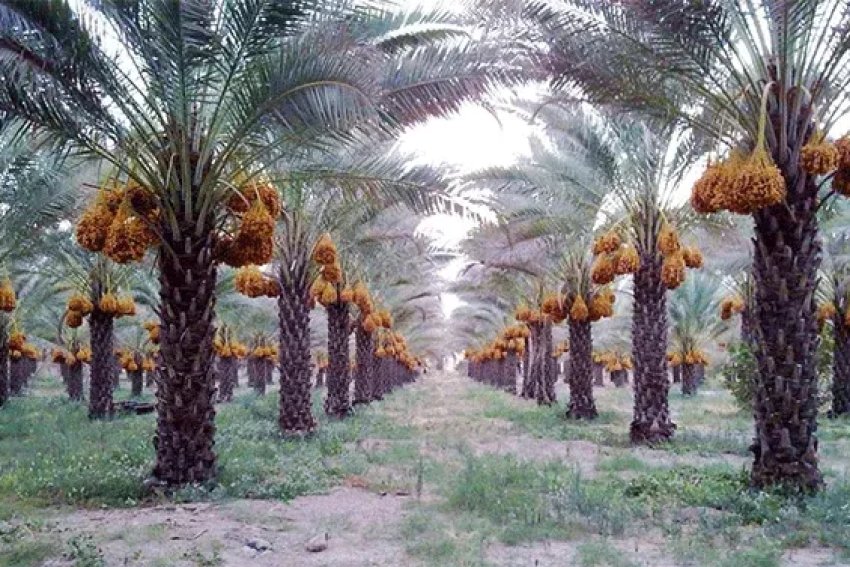 وزارة الزراعة: النخيل بديل النفط والعراق يضم 625 صنفاً من أجود التمور