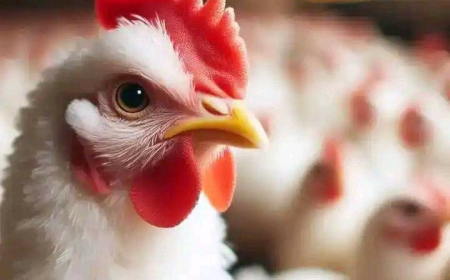 حظر تصدير "الدجاج البرازيلي" إلى العراق بعد تفشي إنفلونزا الطيور