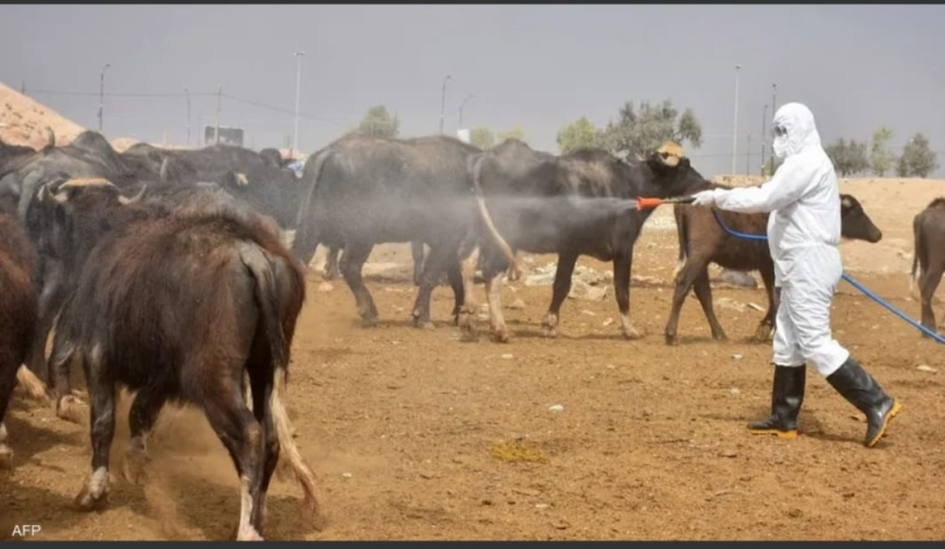 صلاح الدين تكثف حملاتها البيطرية لمكافحة الحمى النزفية