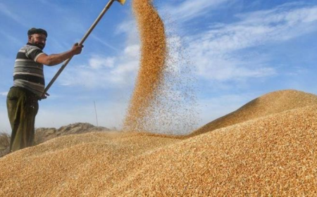 التجارة تعلن نجاح موسم تسويق الحنطة في المحافظات الجنوبية