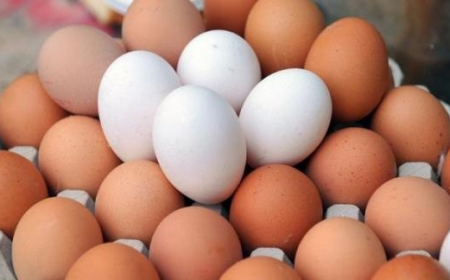 وزارة الزراعة تحسم الجدل بشأن الفرق بين البيض الأحمر والبيض الأبيض