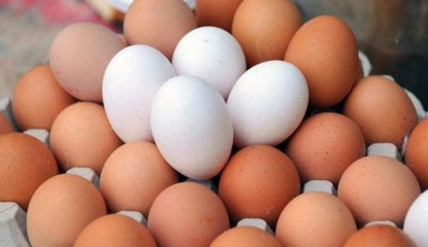 وزارة الزراعة تحسم الجدل بشأن الفرق بين البيض الأحمر والبيض الأبيض